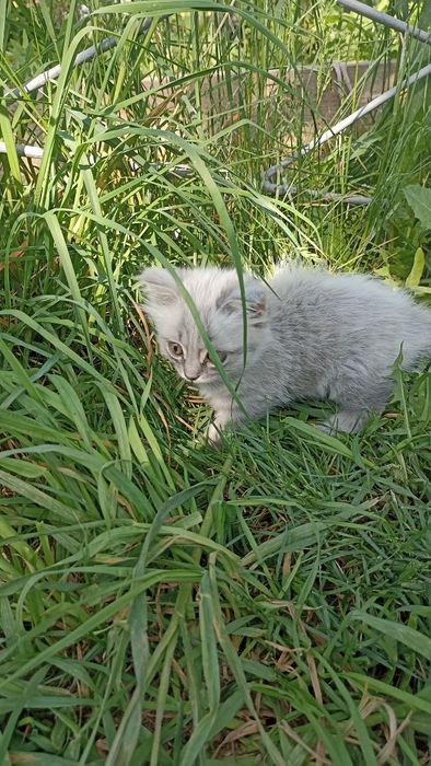 Продам милого котенка