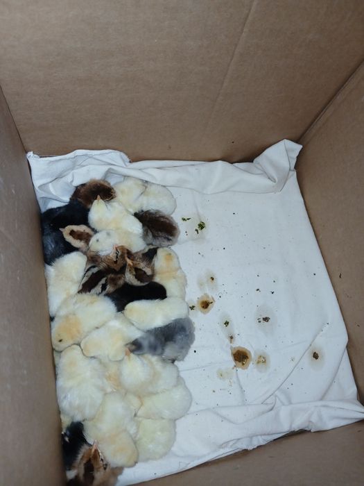 Сатылатын шожелер бар 4/5 кундык