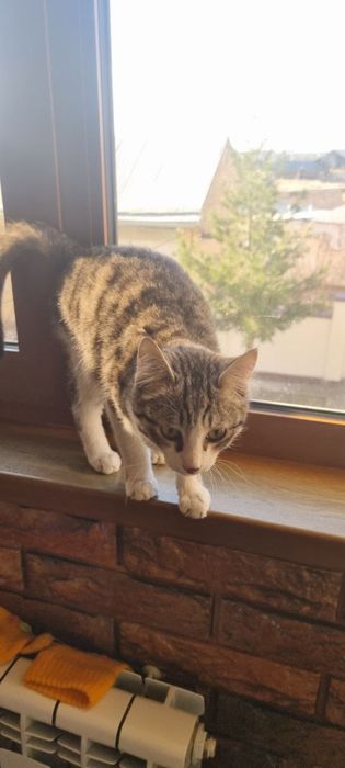 Og’il mushuk bolasi hadiya sifatida beriladi