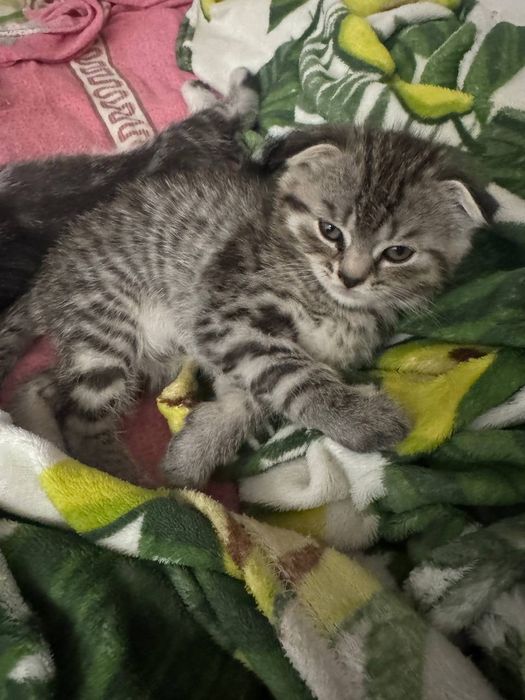 Отдам котёнка в добрые руки