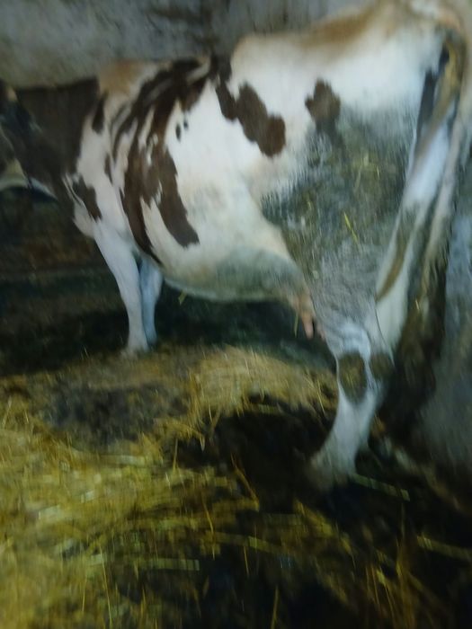Vaca de vânzare.