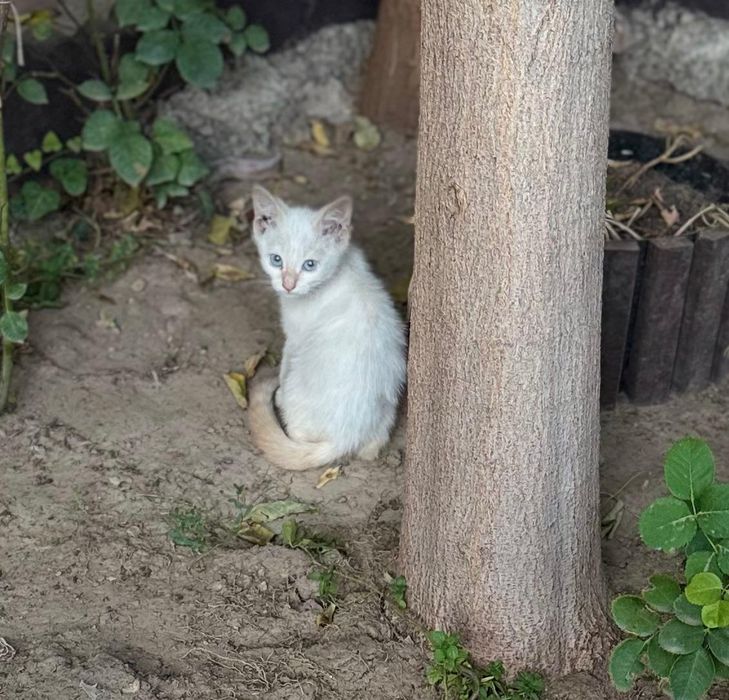 Продаются котята