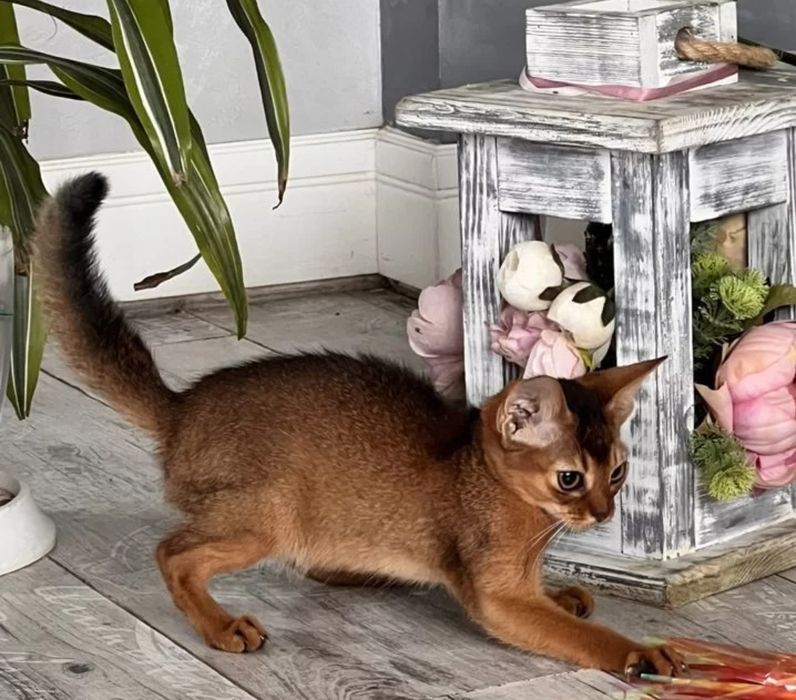 Абиссинские котята