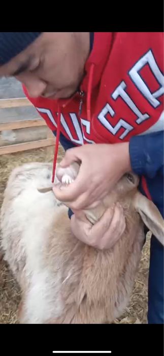 Киргиз бугуз куйлари сотилади. Бухоро шахар