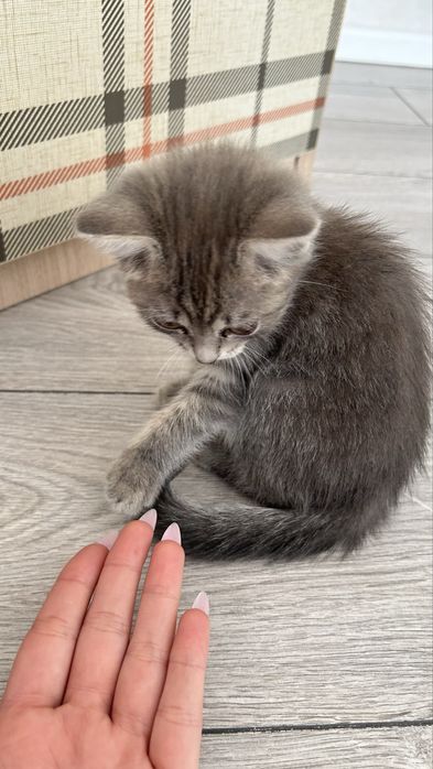 Отдам котика в добрый руки