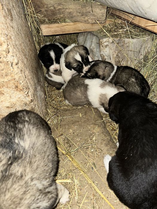 Алабай күшіктер