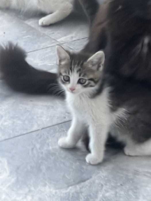 Котята в хорошие руки