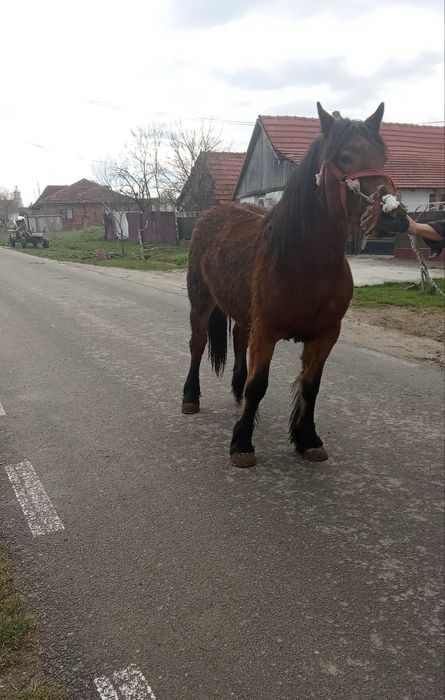O manza murana de vanzare  de un an jumate o mamza grea