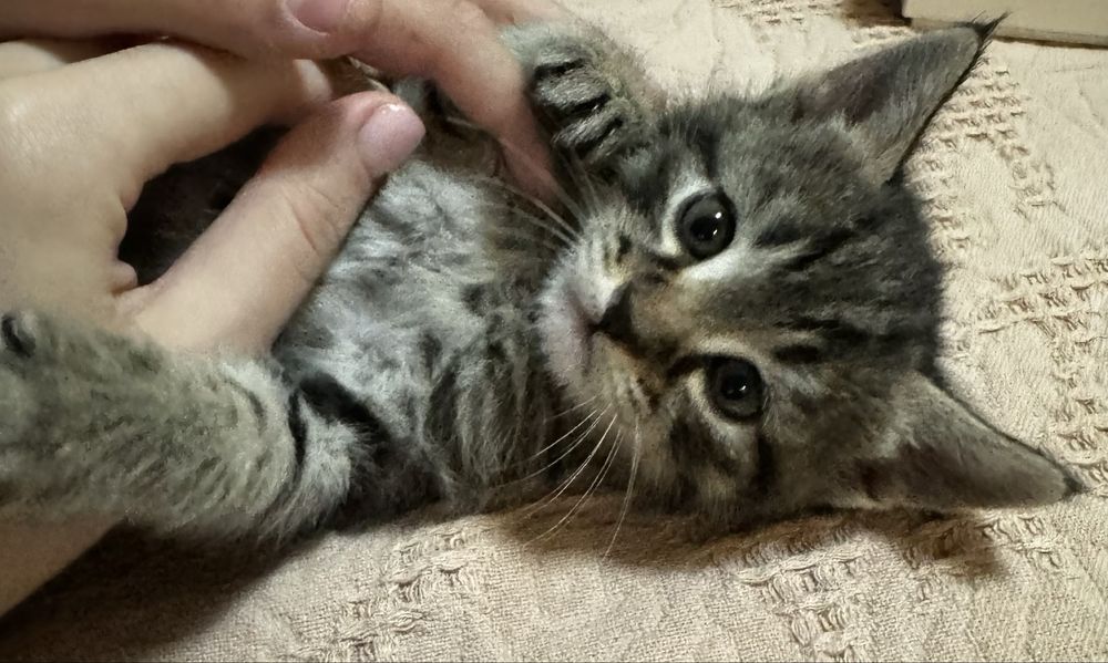 Пристраиваются  Милые котята , в добрые руки.