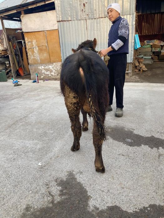 Продам Алатау быка