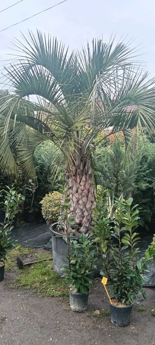 Lelandii și Tuia Smaragd – gard viu natural și dens