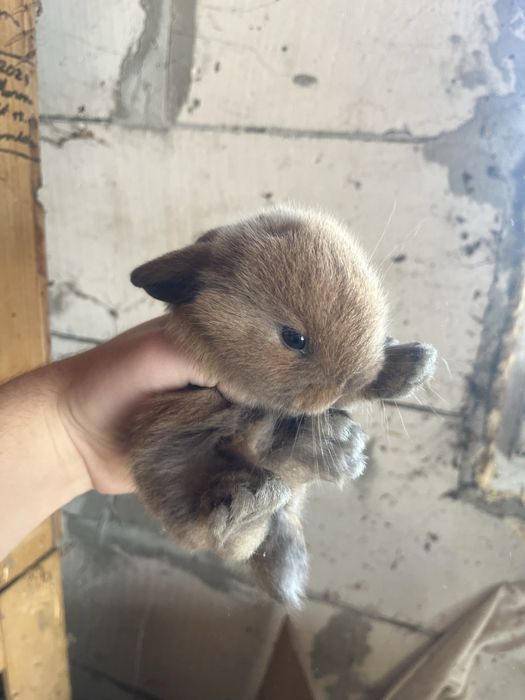 Iepurași Holland Lop ( berbec pitic)