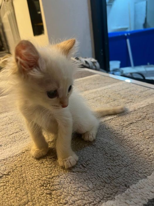 Катята пародистый