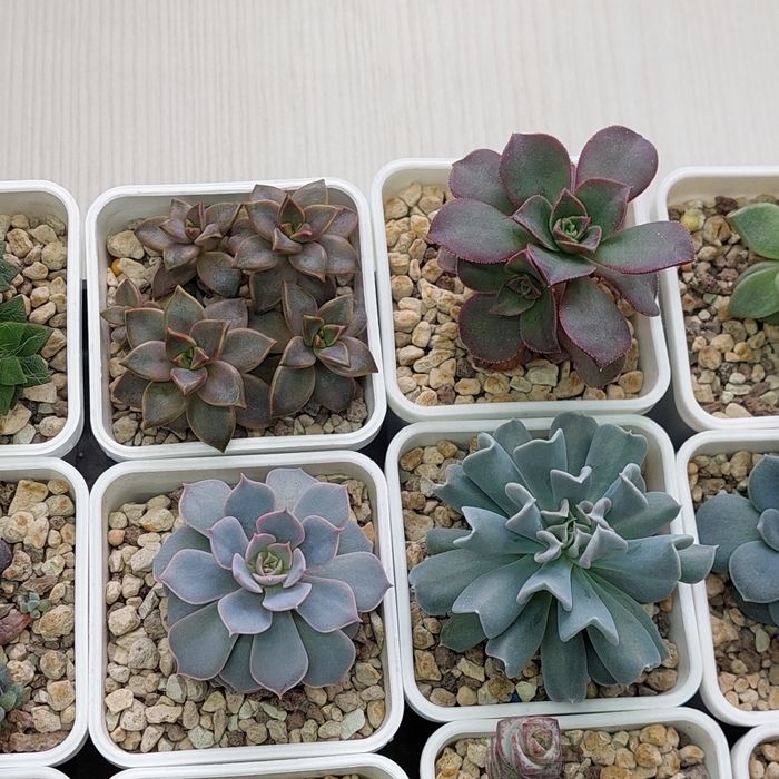 Цветы суккуленты