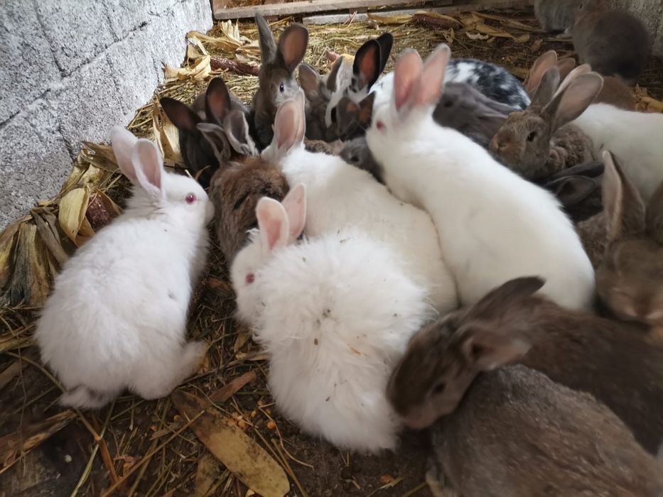 Iepurași de vârste și rase diferite