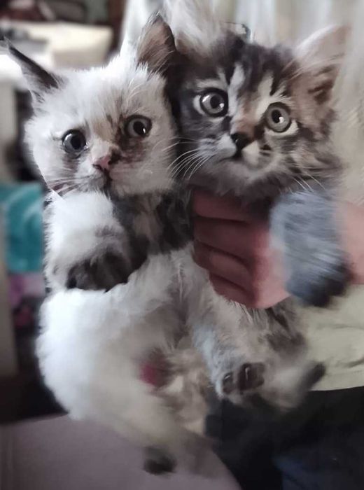 отдам котят в добрые руки