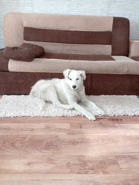 Собака (девочка) в частный дом