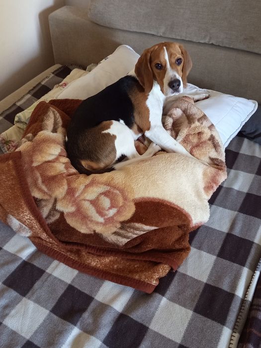 Donez catel Beagle