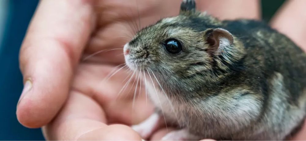 Продам клетку для хомяка