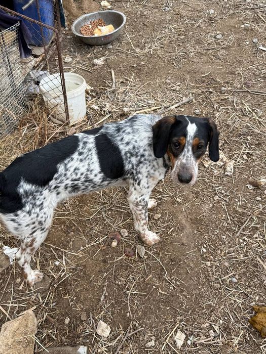 Продам собаку домашний охотничий