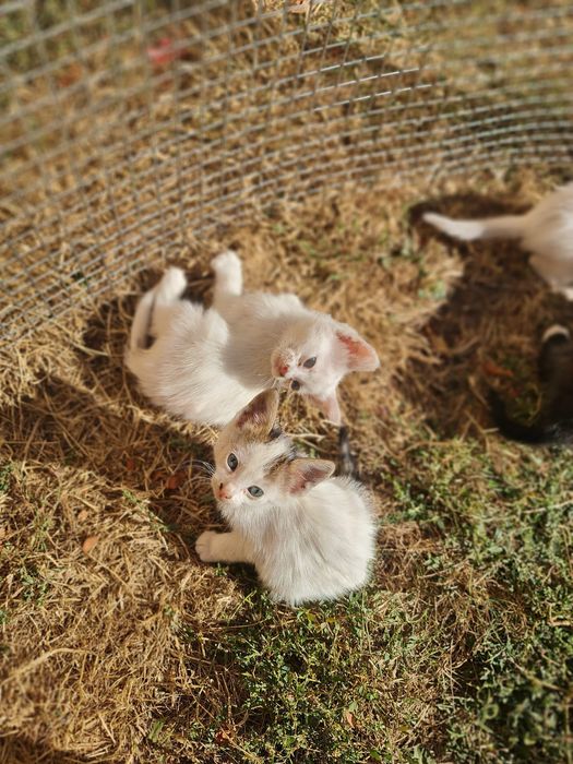 Donez/ofer spre adopție  pui de pisica