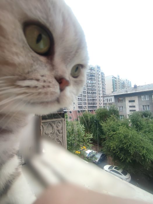 Скоттиш фолд. Вязка