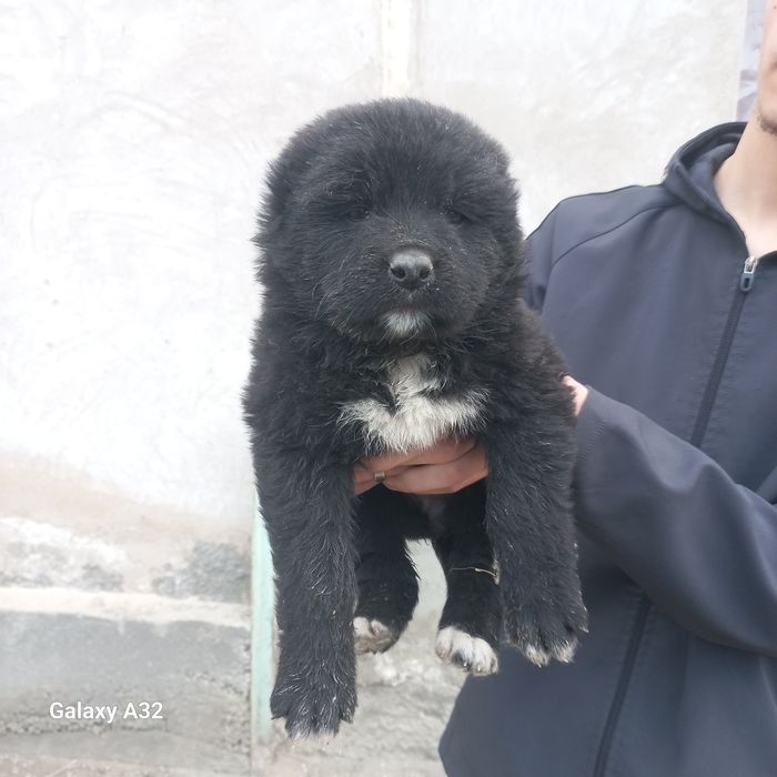 Алабай боласи ургочи  40кунли