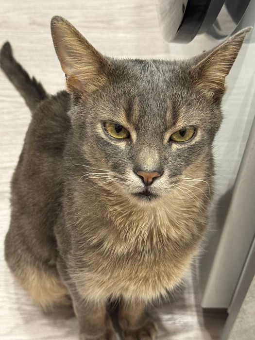 Отдам кота в добрые руки