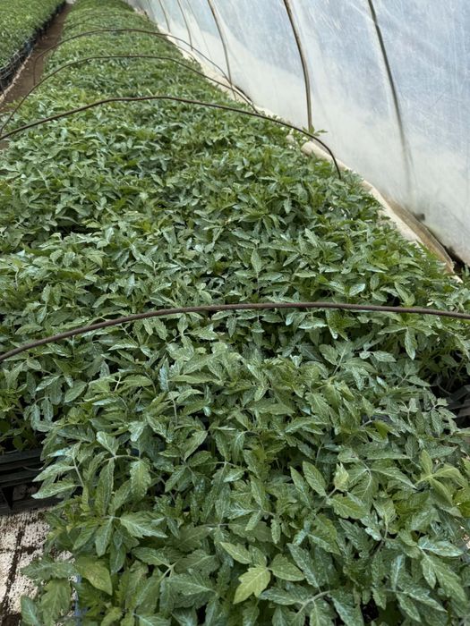 Разсад домати ранни- директно от производител!