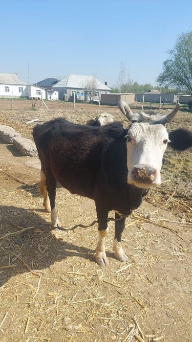 Тоқал сиыр сатылады