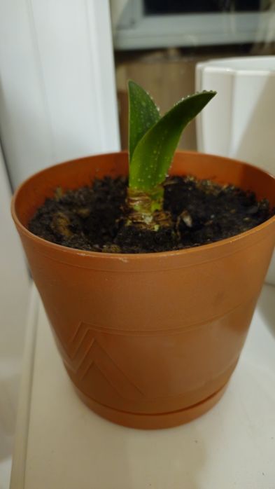 Недорого продам  комнатные цветы