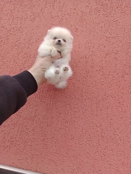 Мини Померани. Момиче и момче.