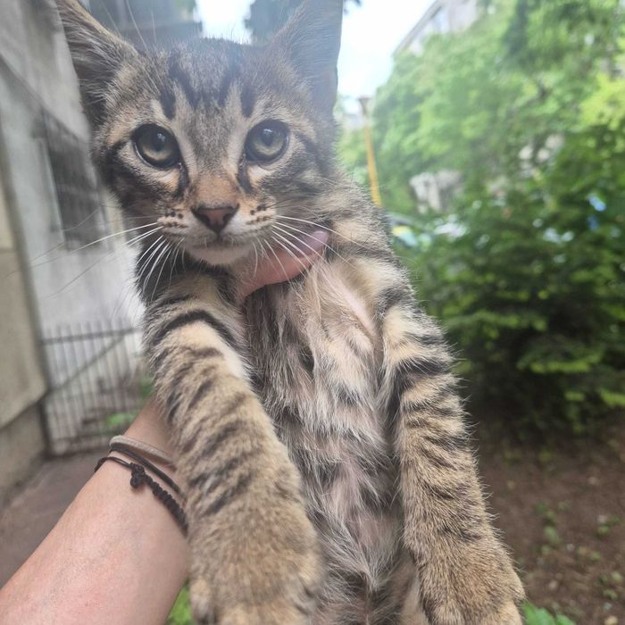 Dăruiesc spre adopție 3 puiuți de pisică – 2 luni, plini de viață!