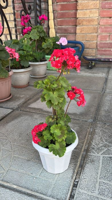 цветы Герань