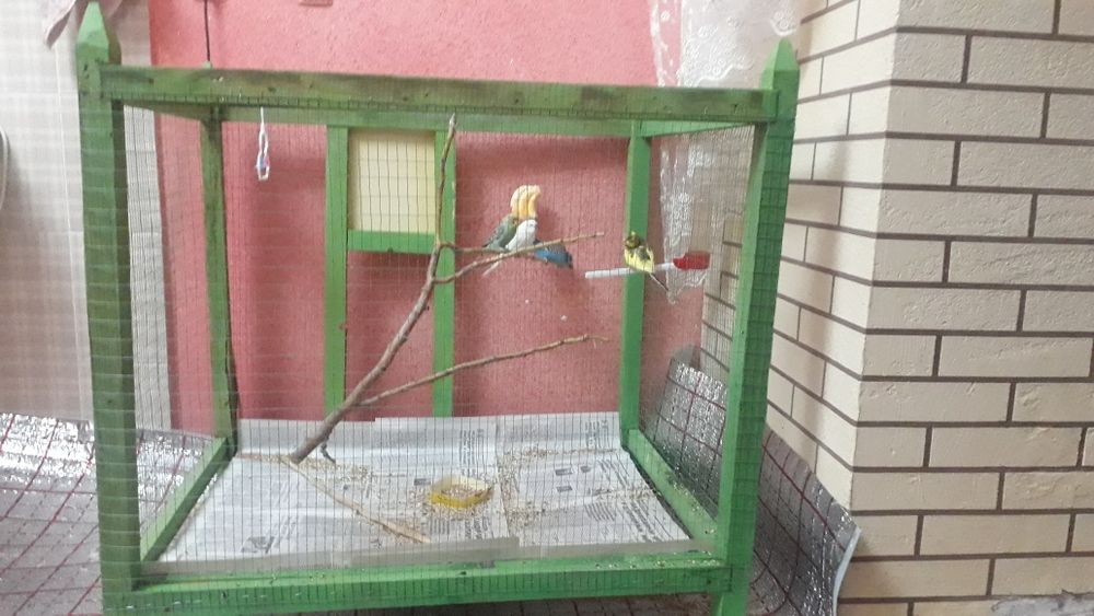 Папугай кушлар сотилади кафаси бн бирга