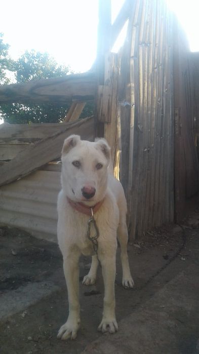 Продаётся собока