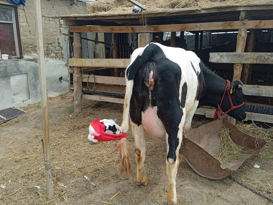 Сиыр сатылады голштейн