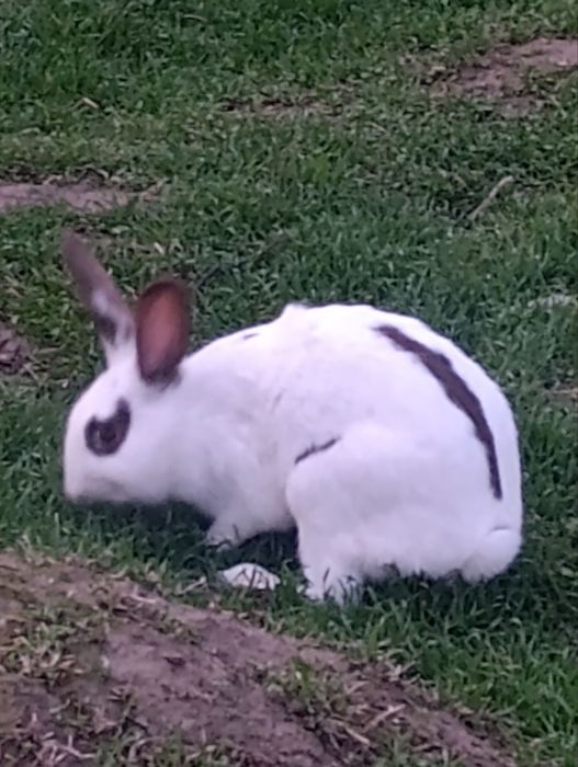 Babichka quyon sotiladi