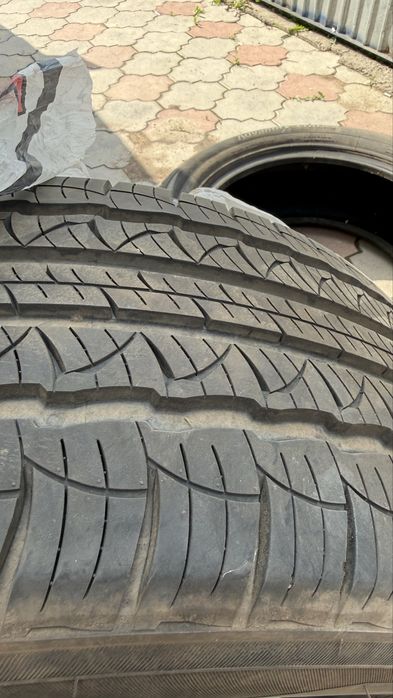 Ризина летняя трианжел