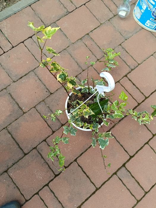 Ghiveci suspendat cu iederă