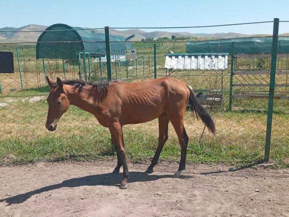 Axalteke otlar sotiladi. Axalteke Turkman zotdor otlari.