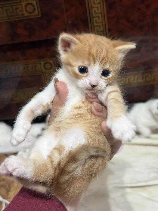 котята вислоухие