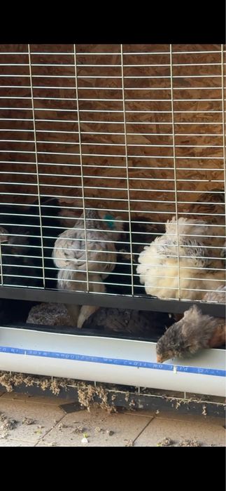 Брама жожалар сотилади хороз ва товуги аралаш