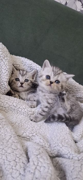 Британские котята