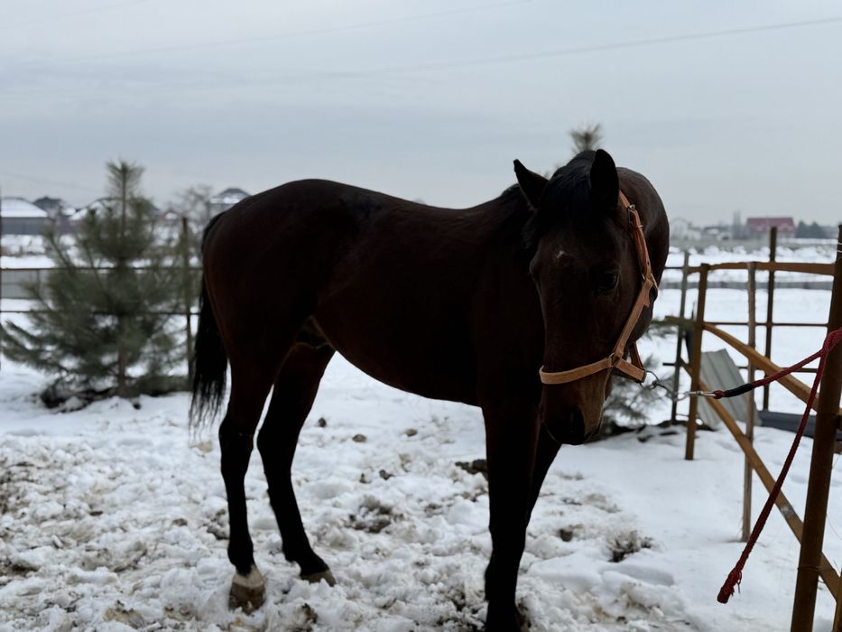 Жеребец американец