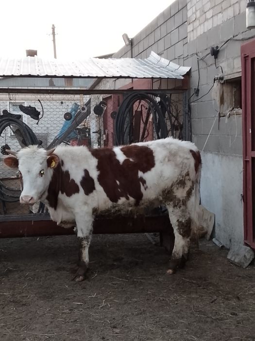 Продам на мясо с откорма