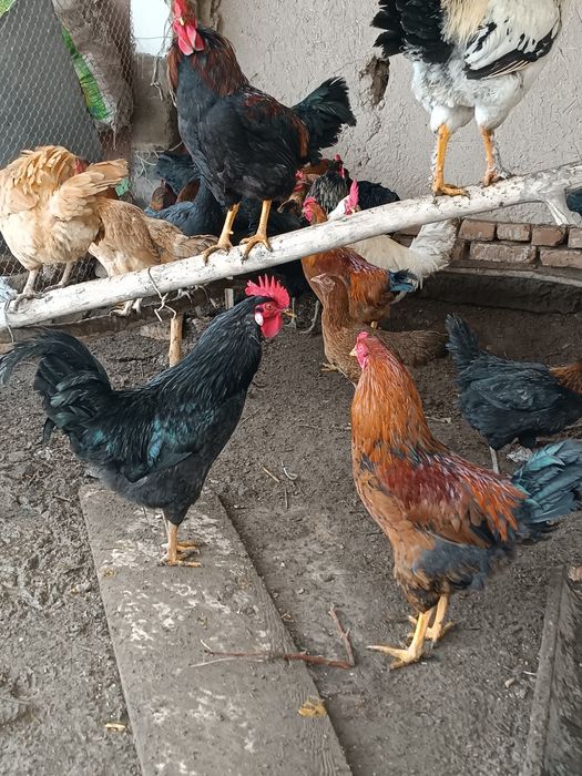 Xoʻrozlar uyniki 2025 Apreldaki chiqan