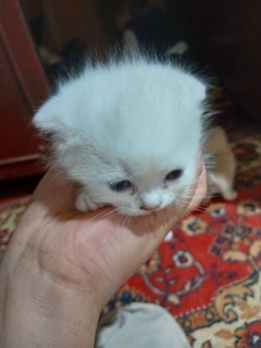 Xotinim bilan juda yumshoq jinsiy aloqa