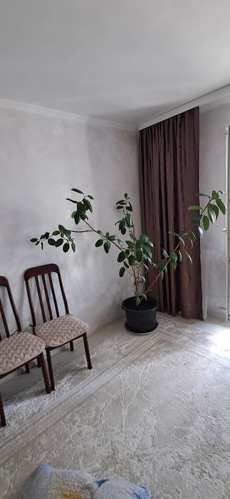 Фикус продам. Большой