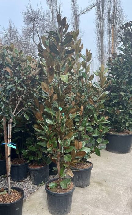 Магнолия уруги, семена магнолии